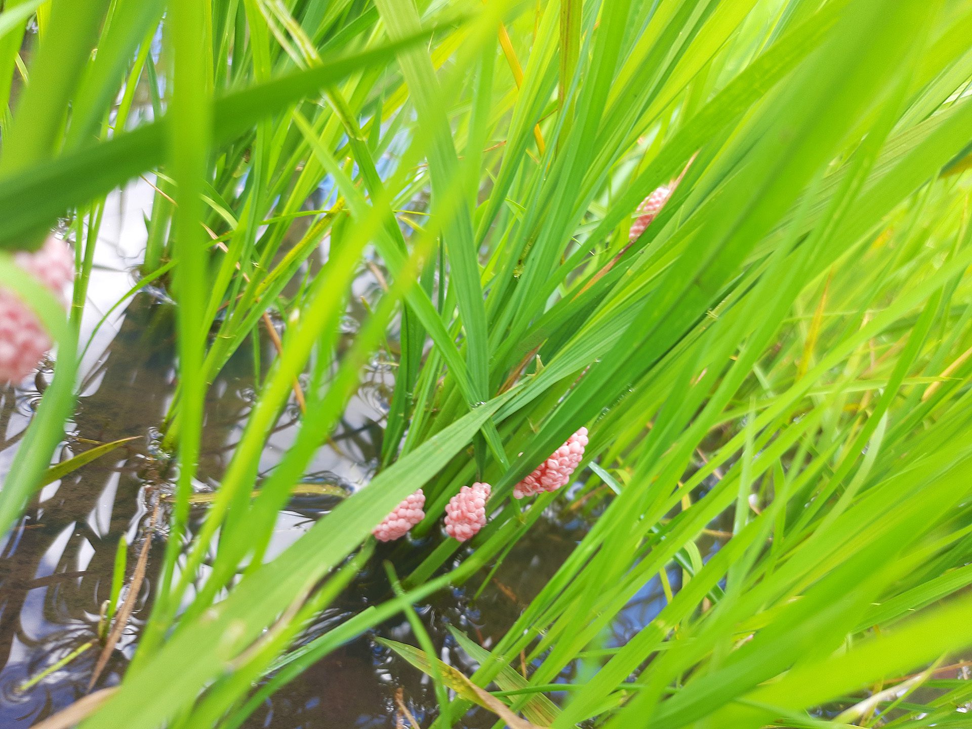 Apple snail eggs in a rice paddy. The snail is an invasive pest of rice in Mwea Tebere.